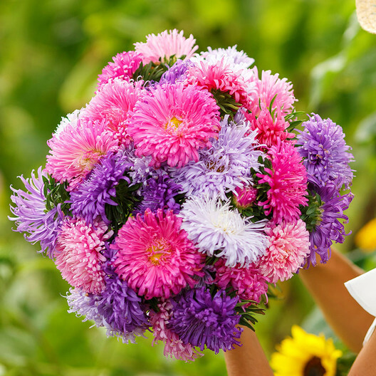 Aster GIANTS MIXED COLORS Huge Blooms Vivid Colors TALL Non-GMO 200 Seeds!