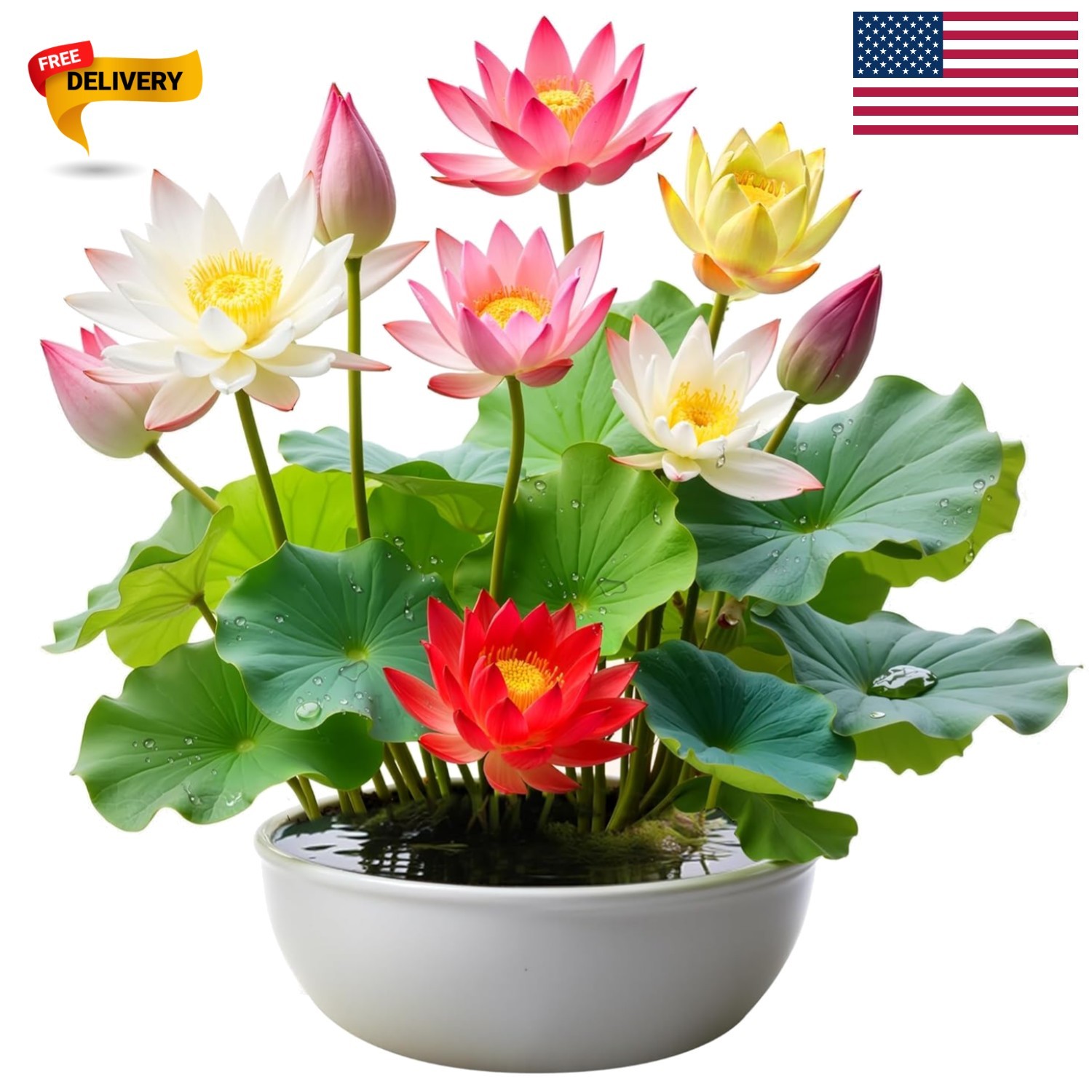 Vibrant Lotus Seeds – 35 Pcs for Stunning Ponds & Balconies – -Round Growth