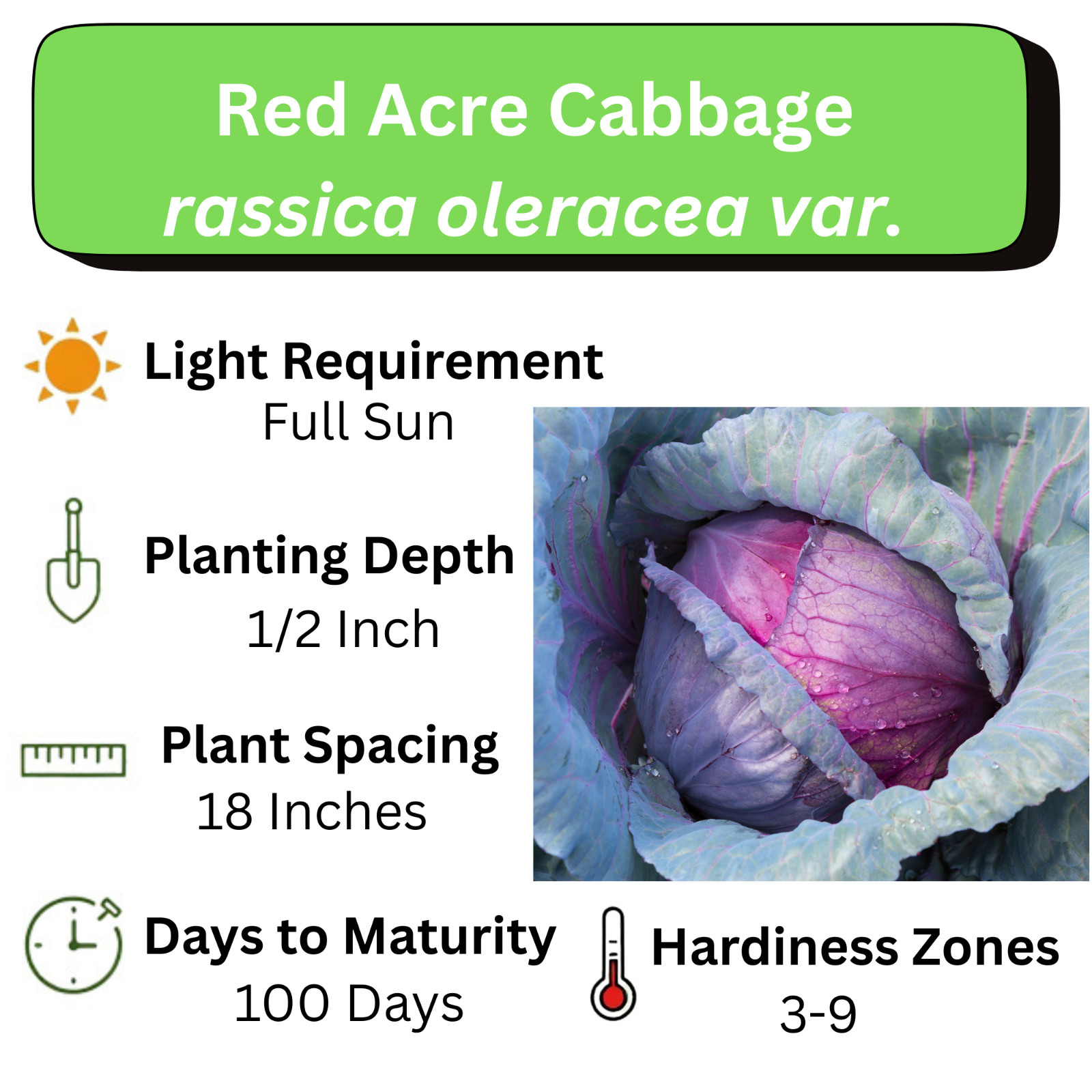 Red Acre Cabbage Seeds | Non-GMO | Heirloom | Fresh Garden Seeds