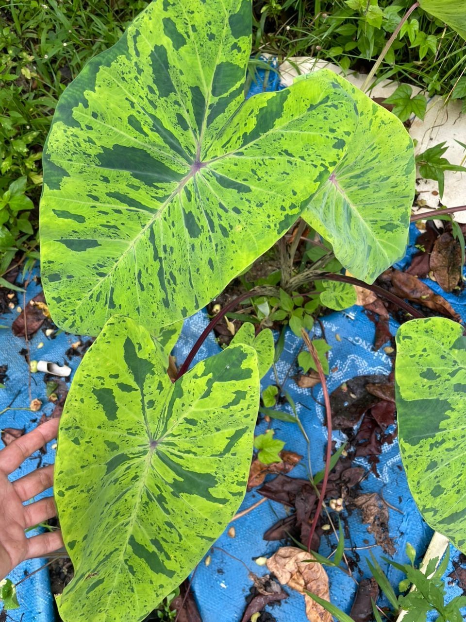 AUTHENTIC Colocasia Green Jaguar 1 bulb