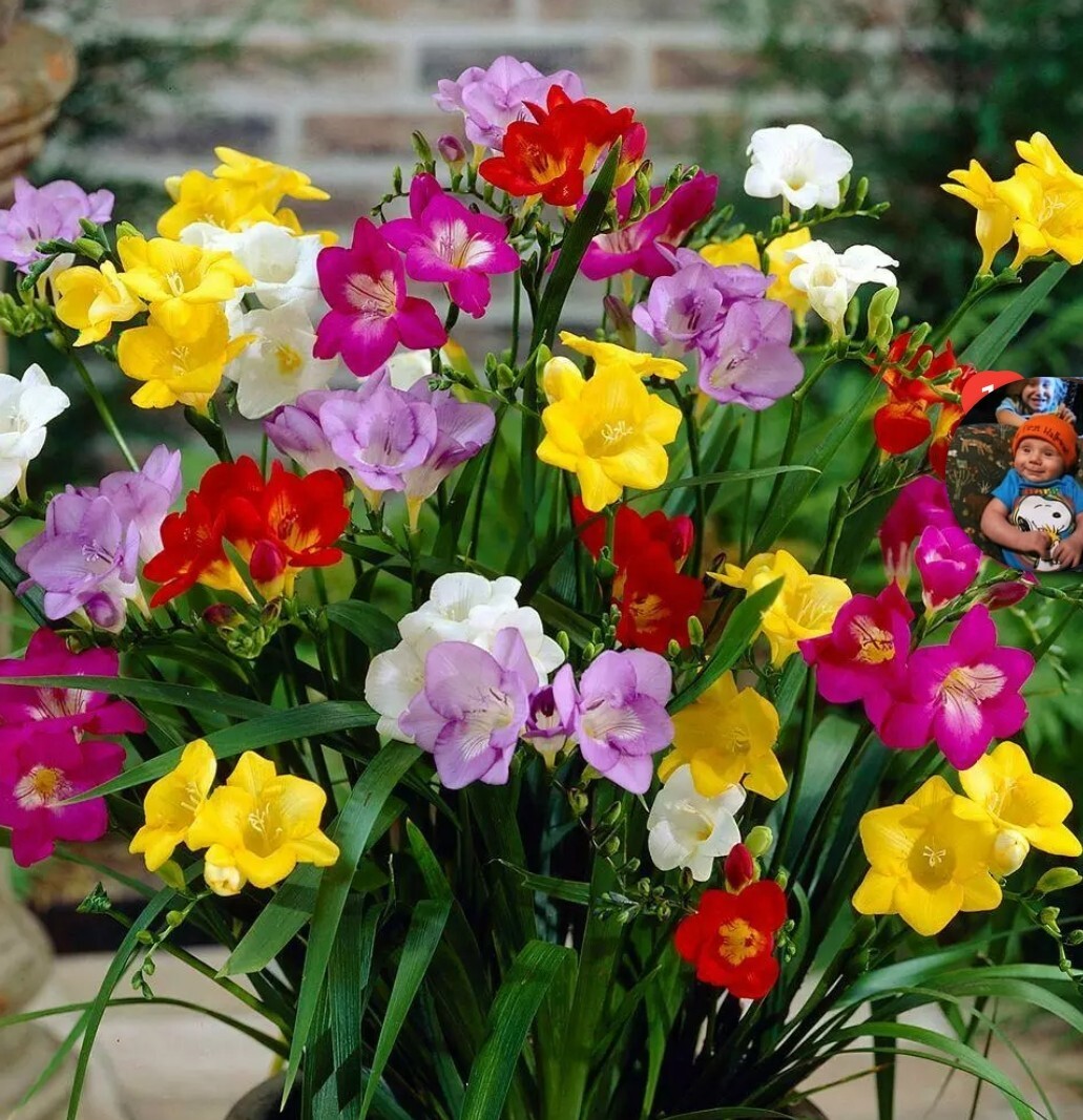 50x Four O’ Clock Flower Seeds Attracts Humming birds Butterflies FREE SHIPPING