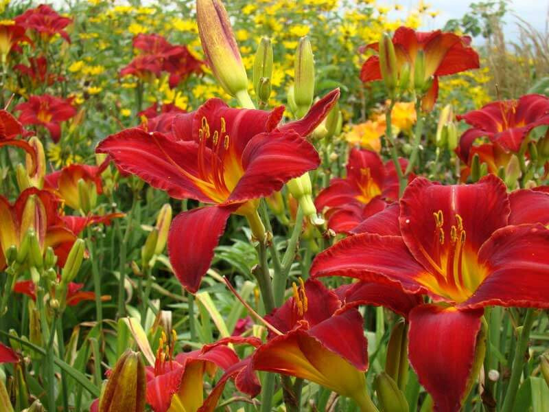 Chicago Apatche Daylily Hemerocallis One Rooted Starter Plant