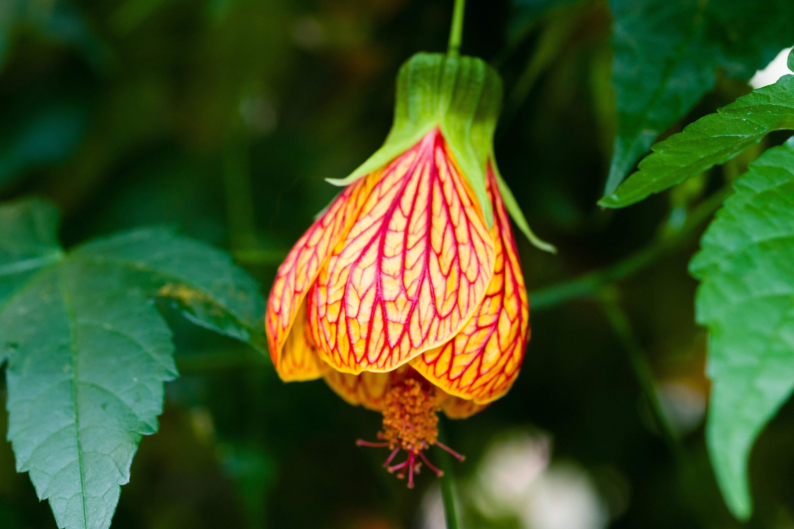 30 Mixed Colors FLOWERING MAPLE Abutilon Hybridum Chinese Bell Flower Tree Seeds