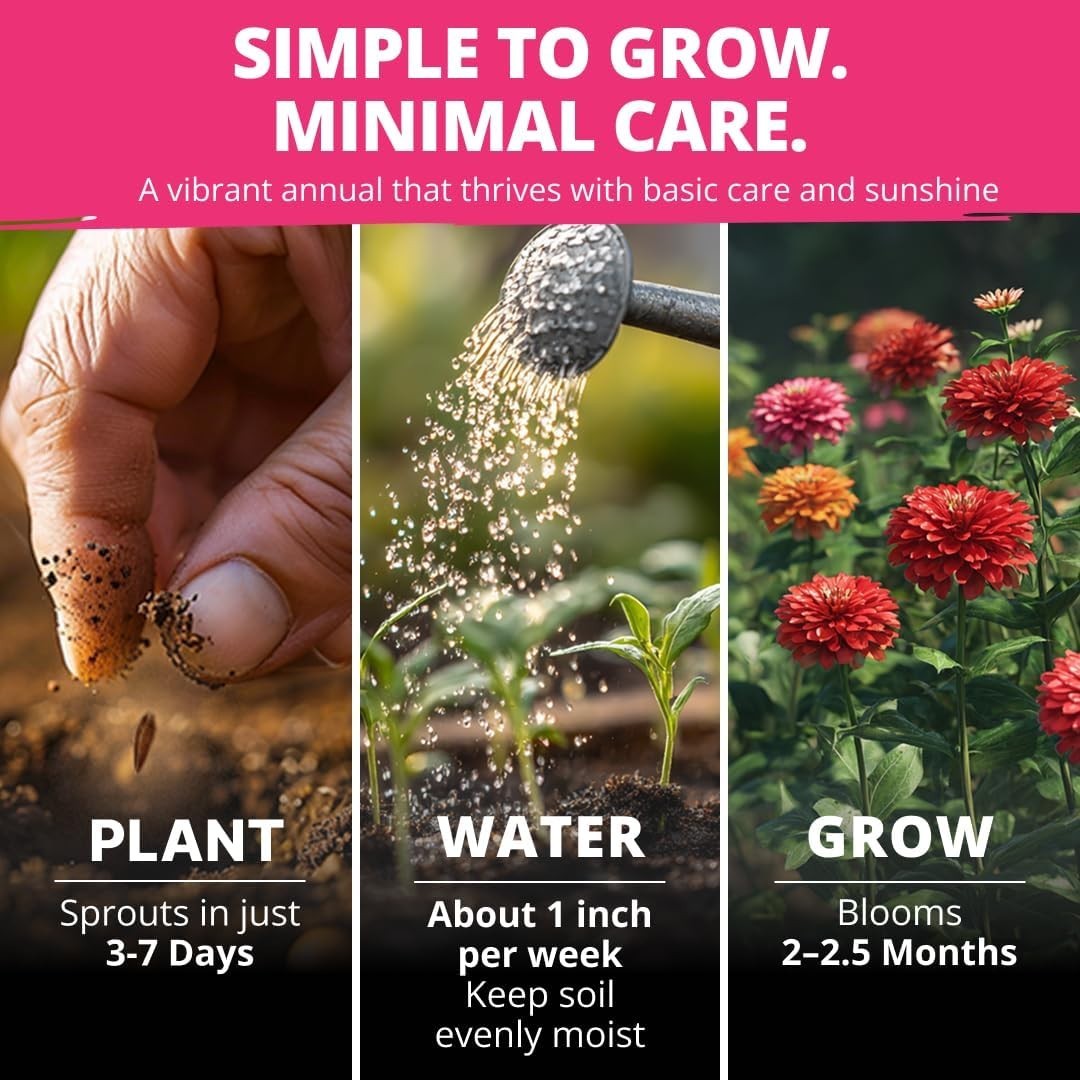 524 Zinnia Dahlia Seeds for Pollinator Gardens – Multi-Color Elegance
