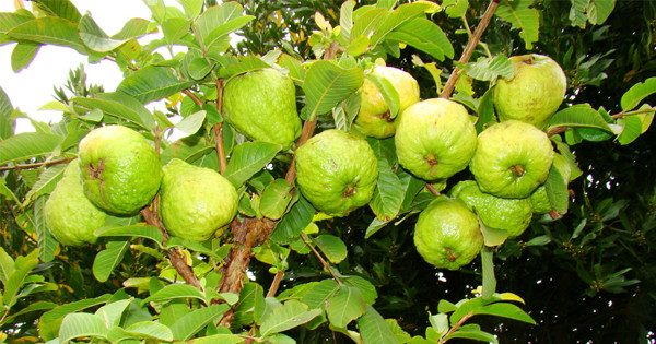 50 Large Thai White Guava Fruit Seeds | Free Shipping