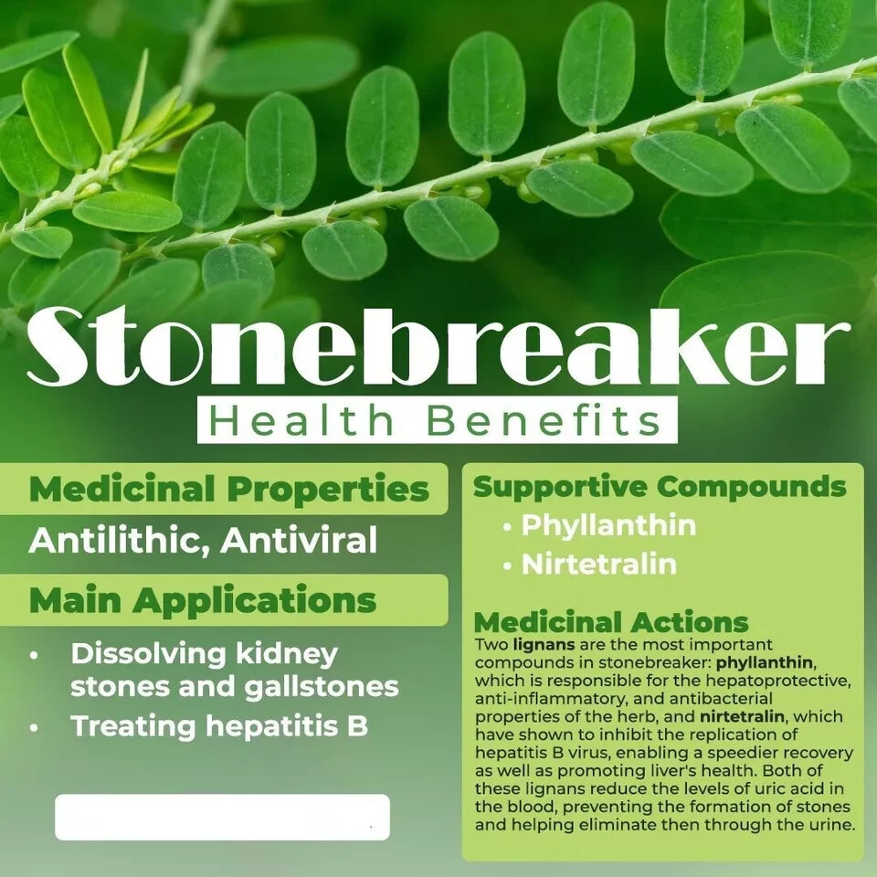 30+PCS Organic Stone Breaker Phyllanthus niruri Chanca Piedra Seeds,herb