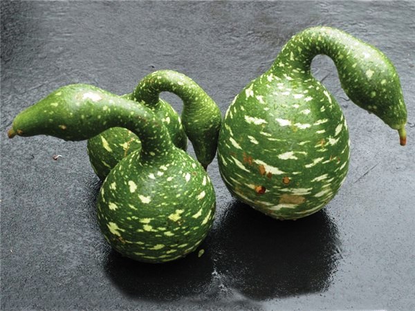 Speckled Swan Gourd, (Lagenaria siceraria), Seeds