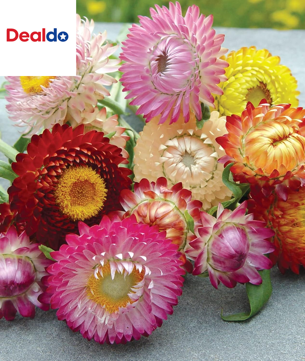 Tall Mixed Colors Strawflower Seeds 750 Seeds