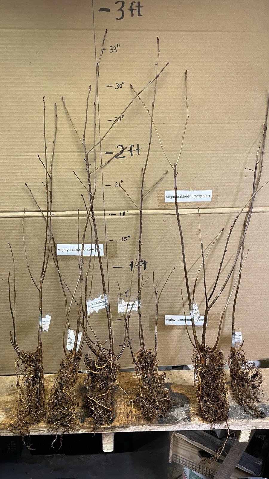 2-3 ft tall Viking Aronia melanocarpa – Black chokeberry, plant potted