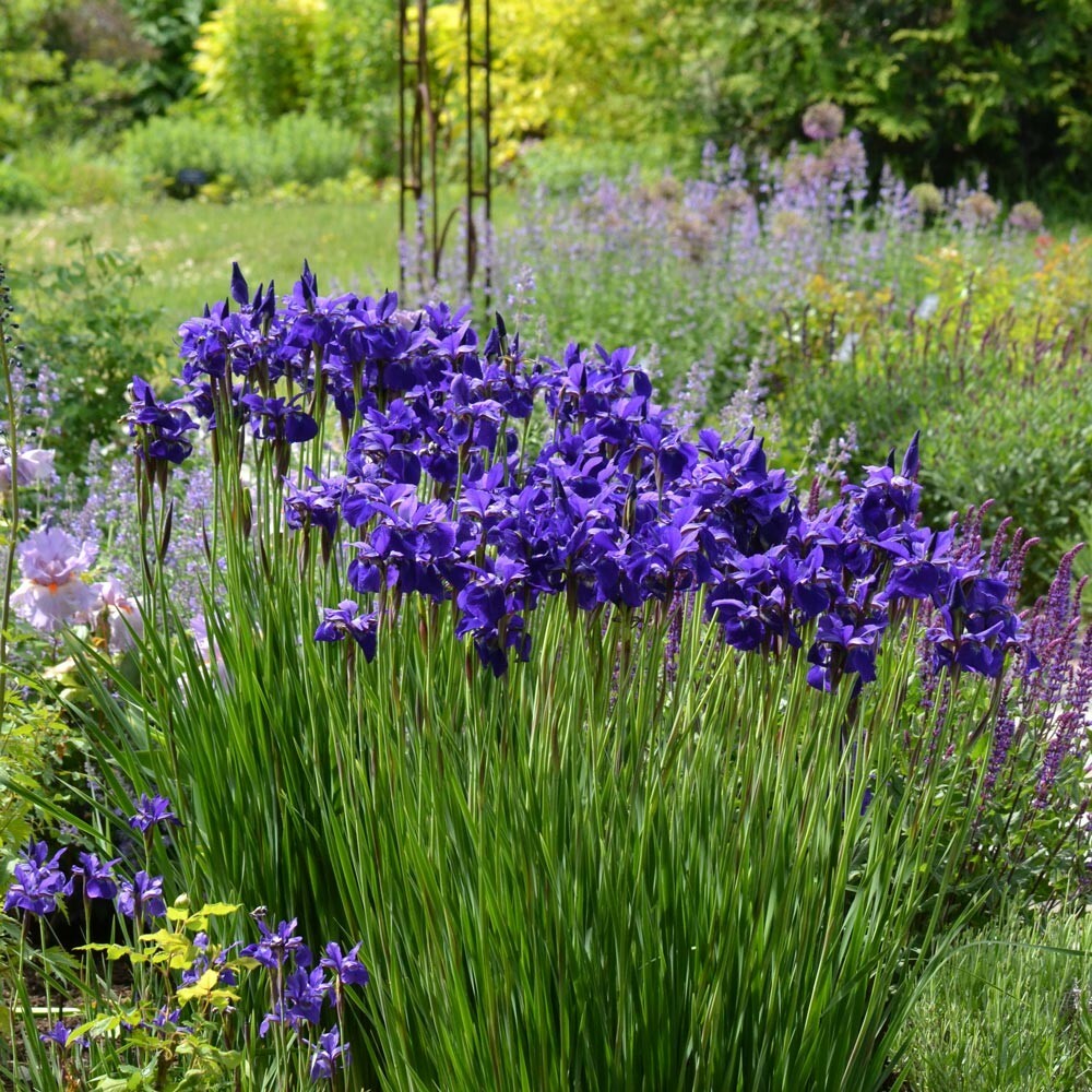 GORGEOUS AND HARDY SIBERIAN IRIS “CAESAR’S BROTHER IRIS SEEDS, 200+ SEEDS