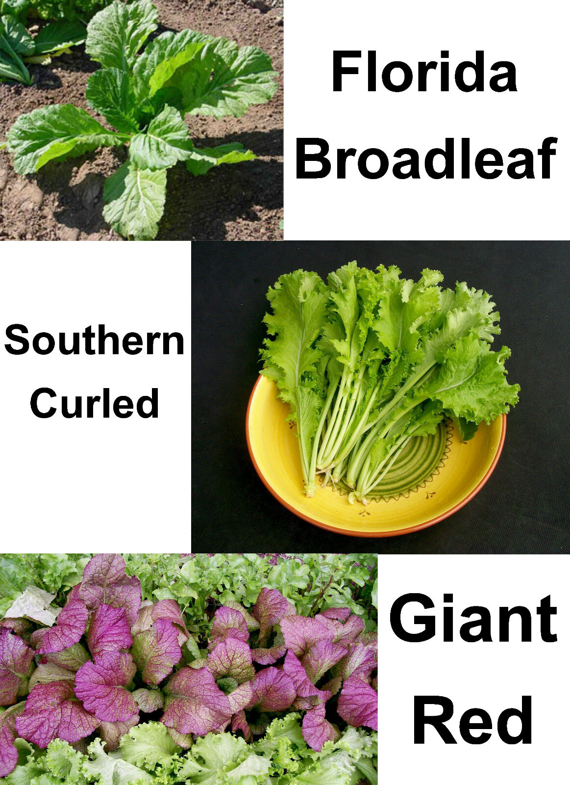 500 GOURMET MUSTARD BLEND SEEDS NON-GMO FRESH FOR GARDENS