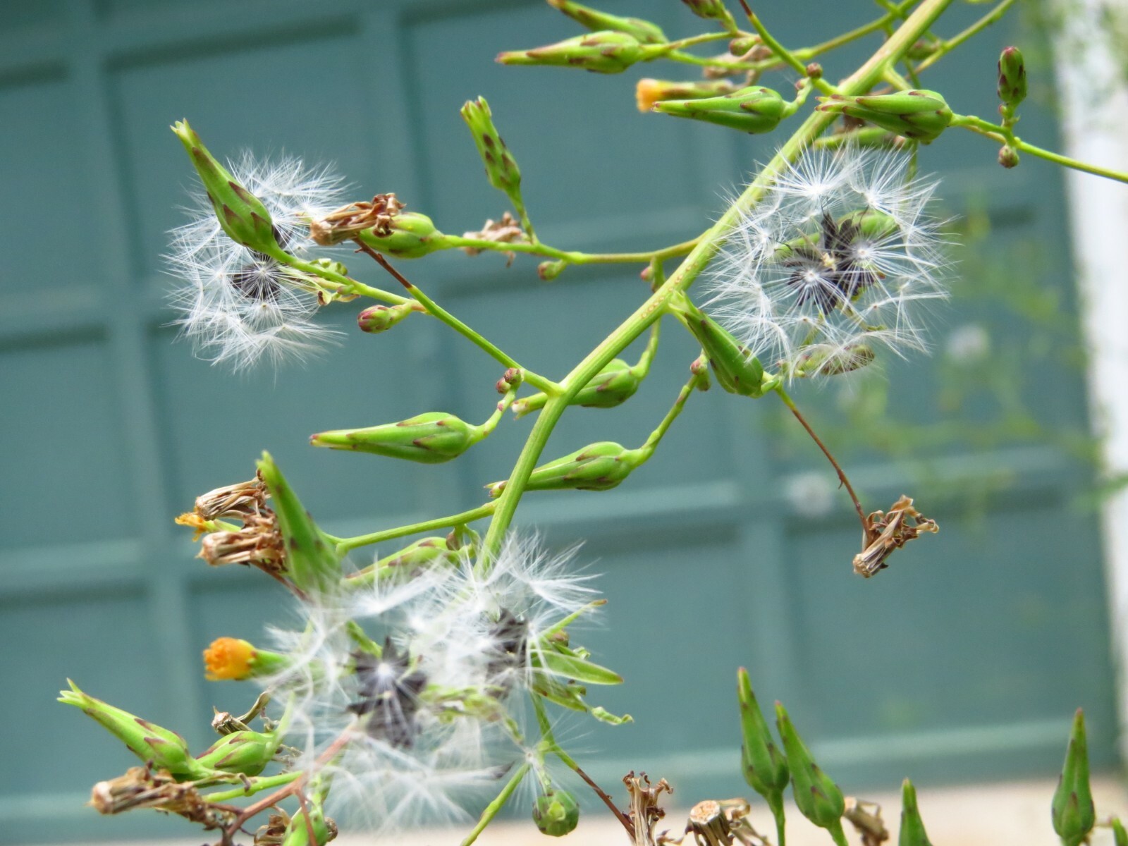 100 Wild/Opium Lettuce Seeds(LactucaVirosa)Medicinal Edible Plant.US grown seeds