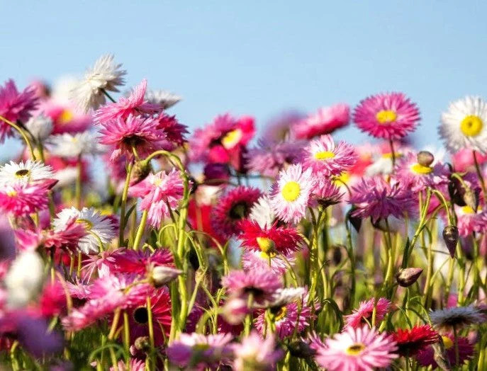 Giant Flowered Mix Paper Daisy Seeds – For 2025 Planting Mixed Colors Sunray