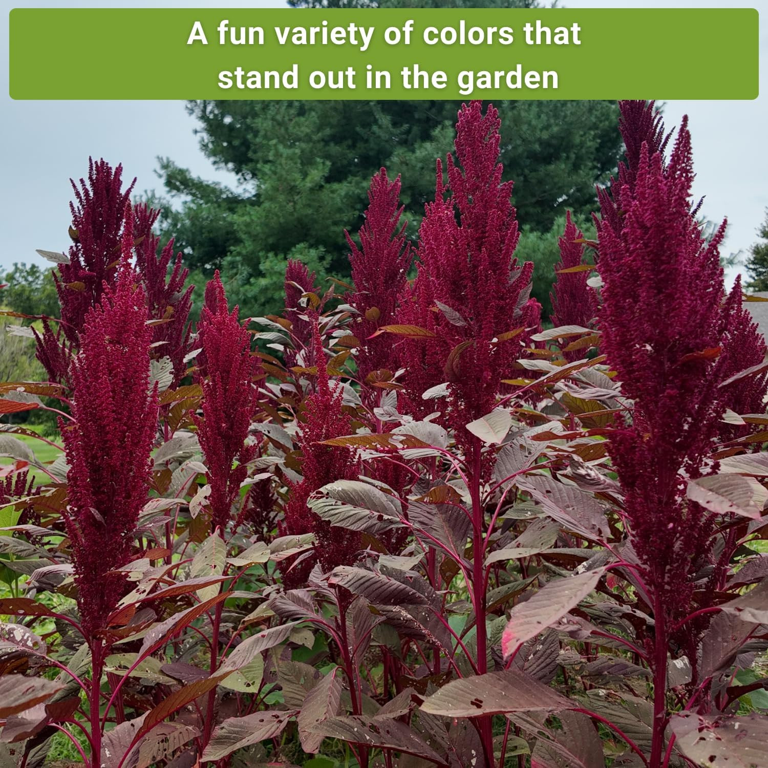 – Amaranth Seed Collection for Planting – Non-Gmo Heirloom Varieties to Grow …