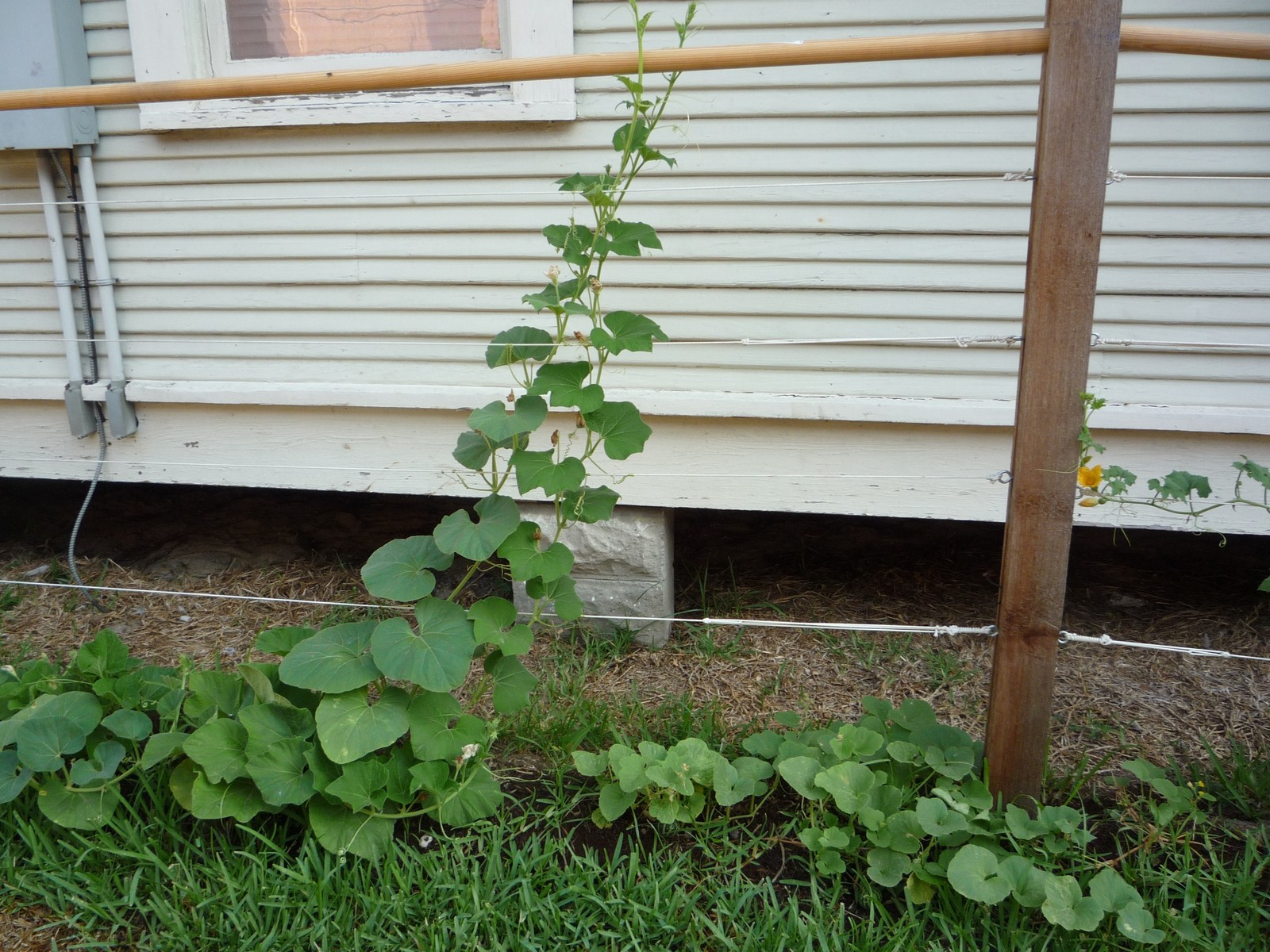 Bushel Basket Gourd, Lagenaria siceraria, Seeds (30-50 lbs)