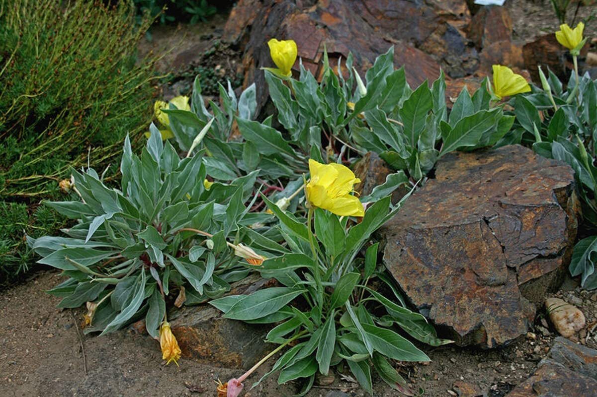 100 Evening Primrose Seeds for Planting