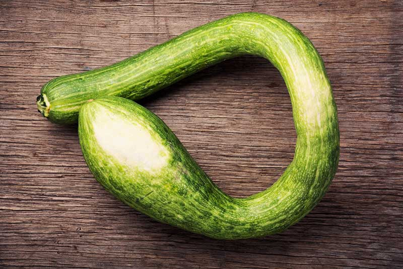 25+ Tromboncino Squash Seeds for Garden Planting – USA – FREE SHIPPING!