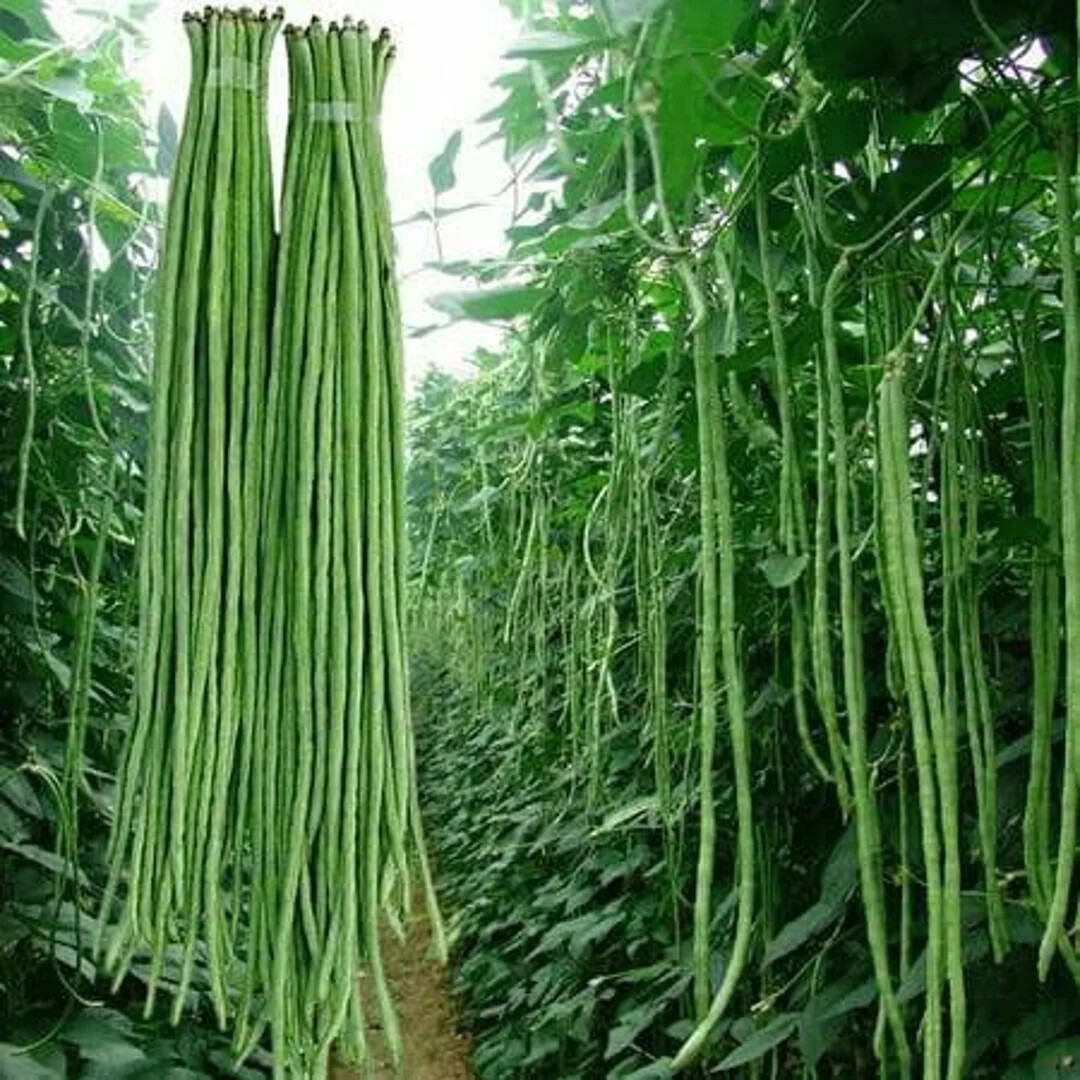 Taiwan Yard Long Bean Seeds (25) / HEAT TOLERANT / FLORIDA GROWN / RARE/ FLORIDA