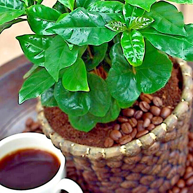 10 Coffea arabica Seeds Tropical EXOTIC Coffee Bean Indoor House Plant Tree RARE