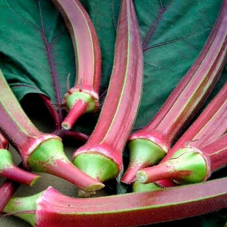 Red Burgundy Okra, 50+Seeds. Heirloom~Non-GMO. Fresh Seeds & Free Shipping.