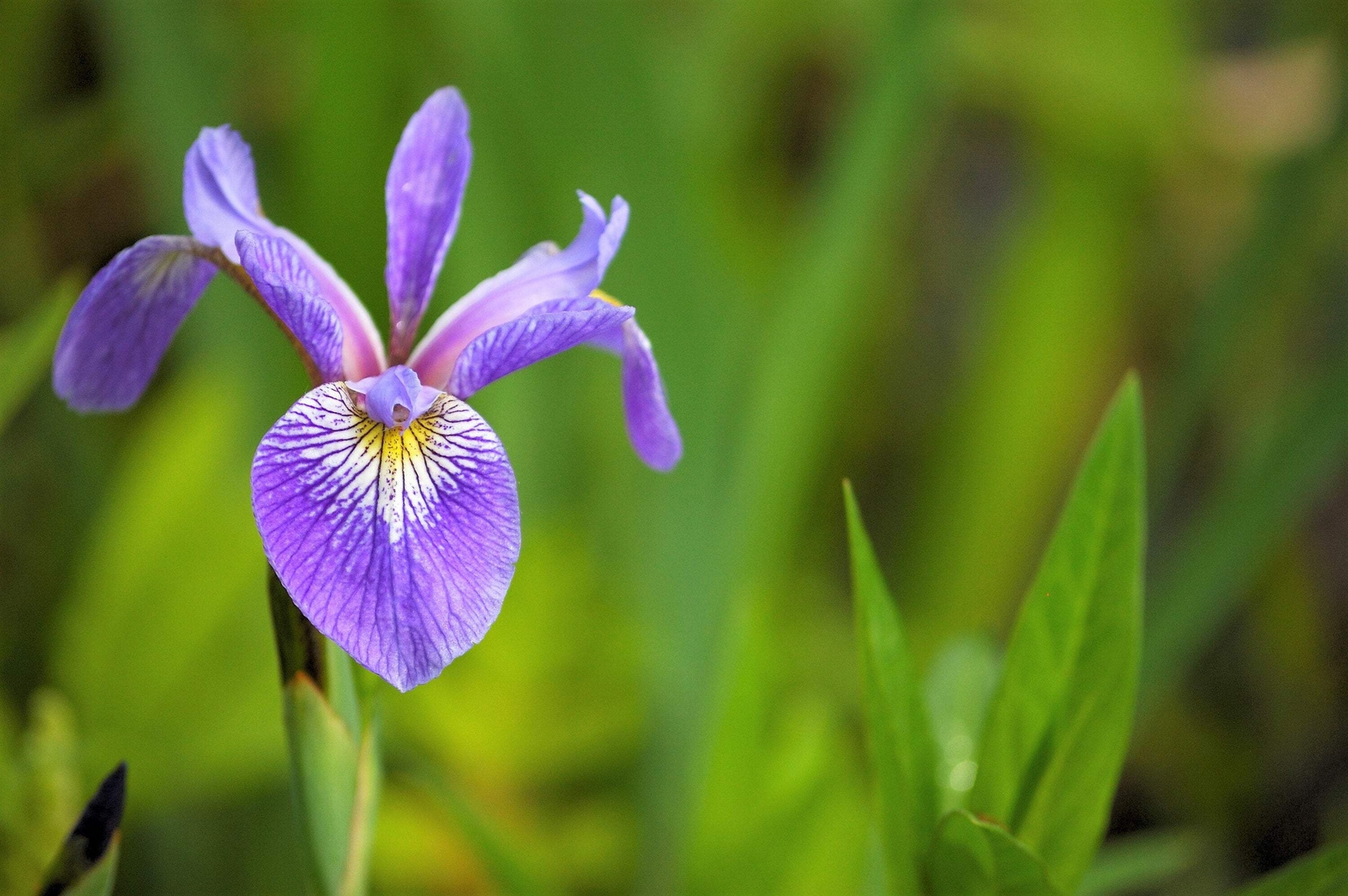 25 BLUE FLAG IRIS Versicolor Fragrant Native Purple Yellow White Flower Seeds