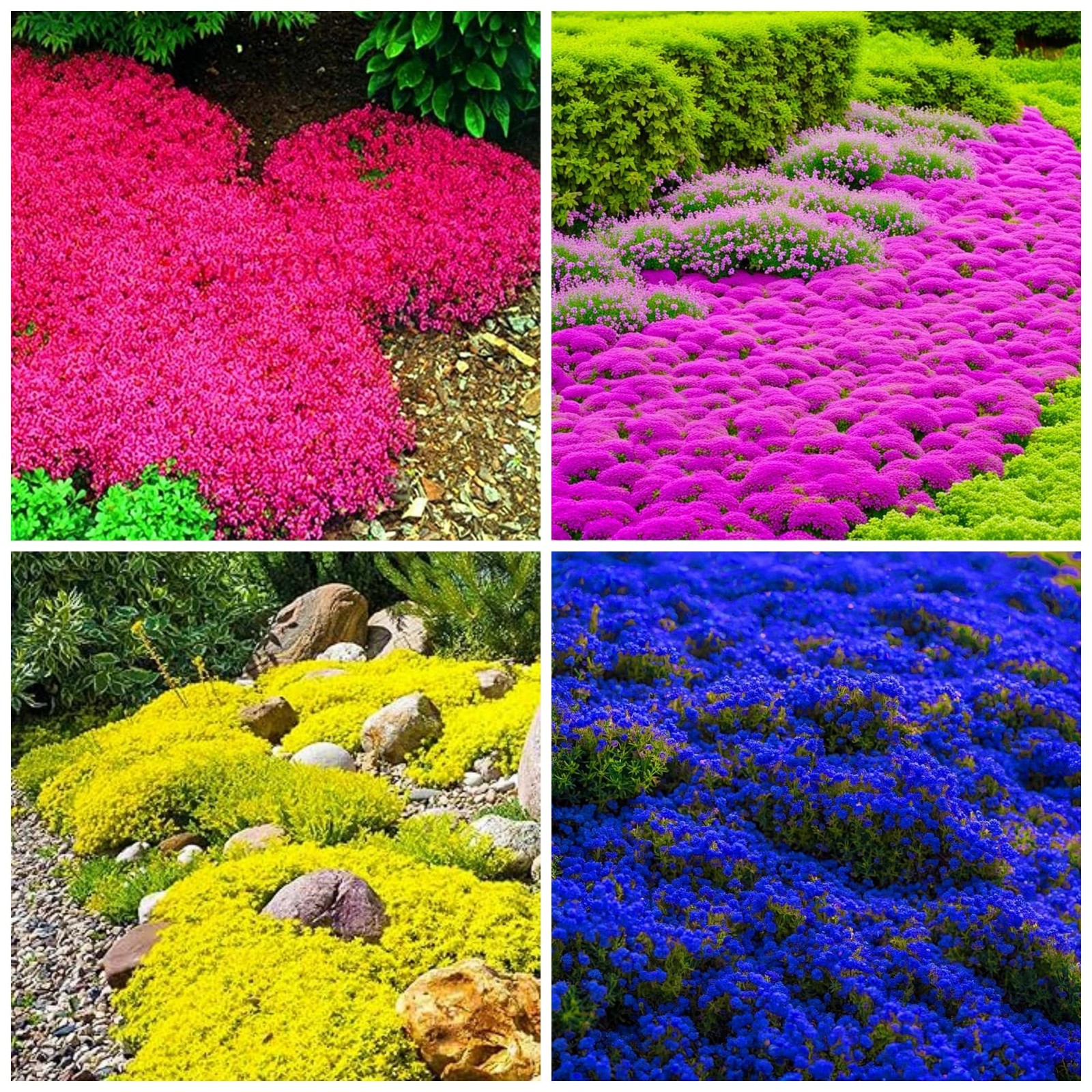 6000+ Creeping Thyme Seeds Non-gmo Heirloom Perennial Mixed Ground Cover