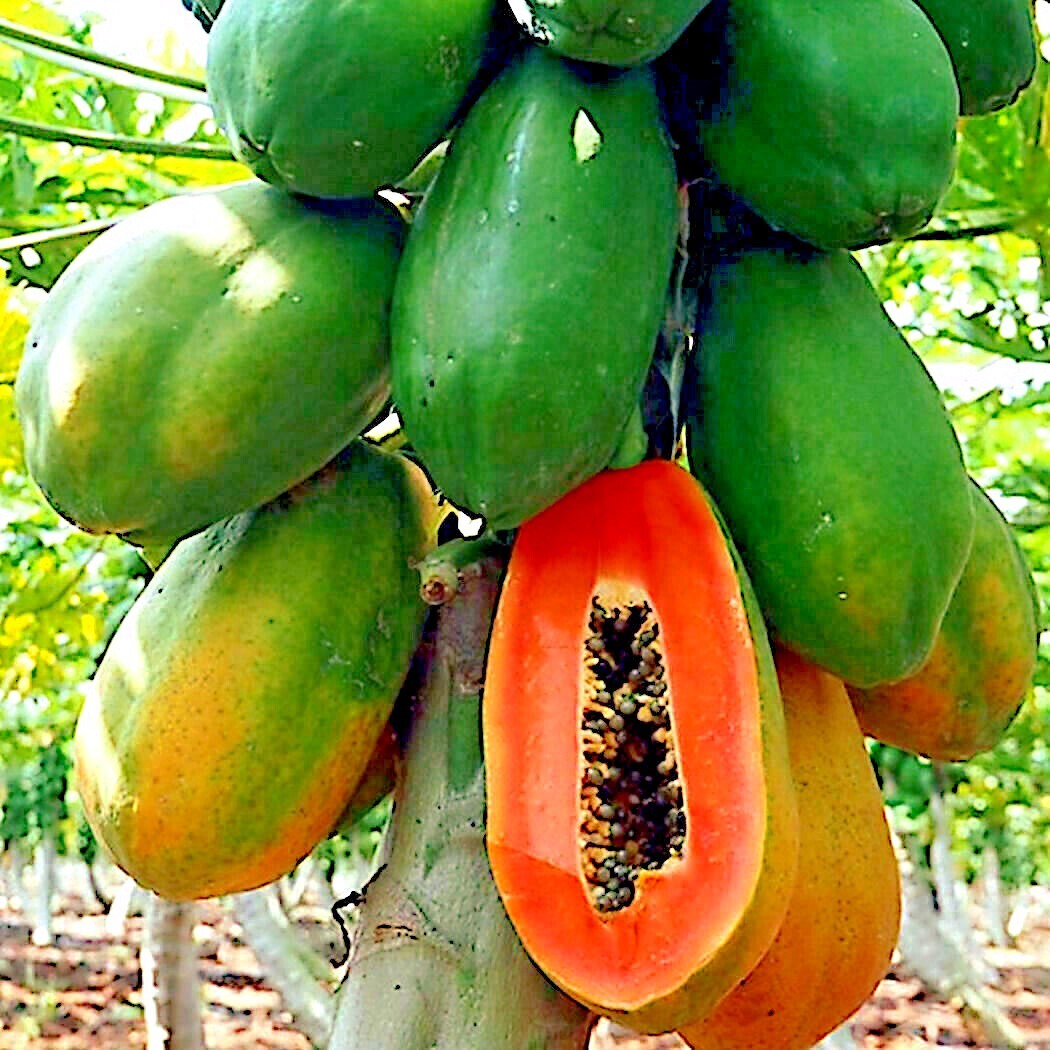50 Caribbean “Red Lady” Carica Papaya Fruit Tree Seeds LARGE MELONS Indoor Plant