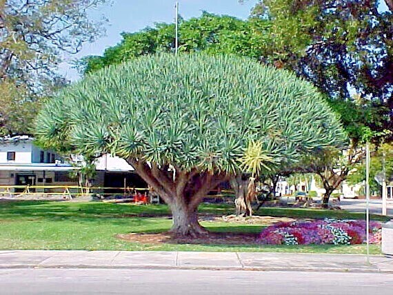 10 Dragon’s Blood Tree Seeds (Dracaena draco) Exotic Canary Island Palm Bonsai