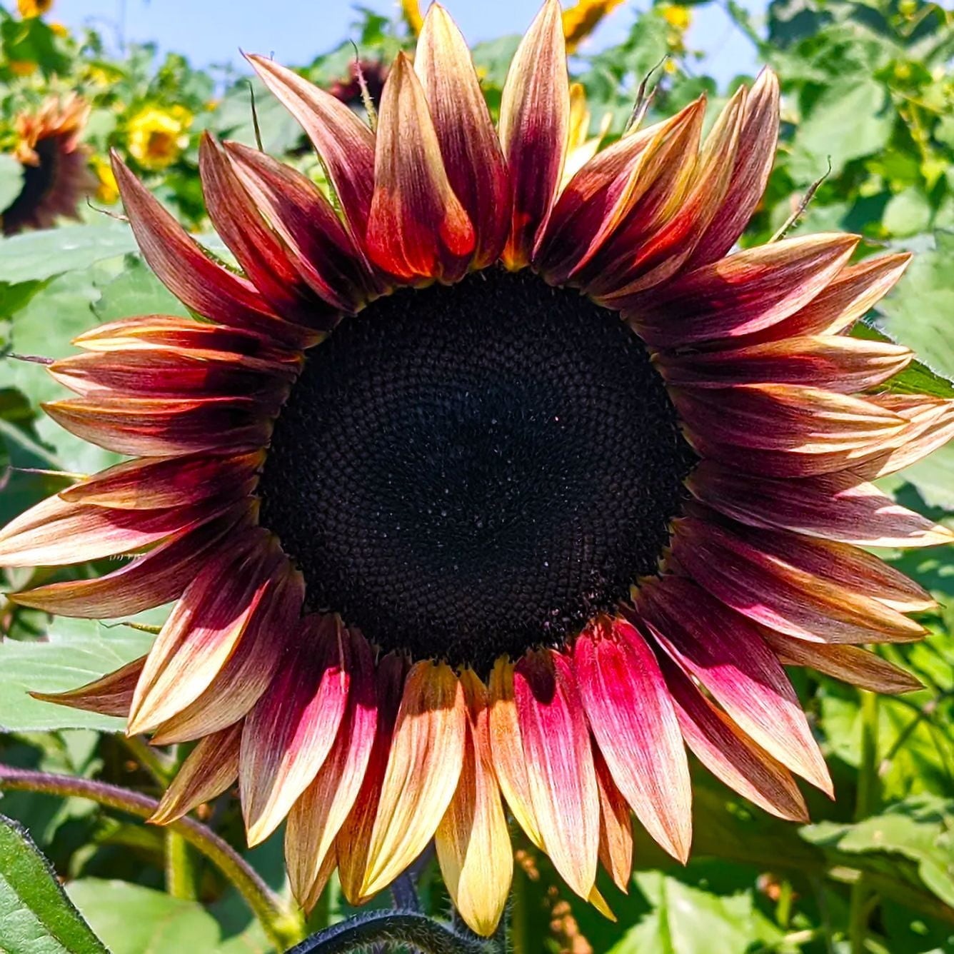 ProCut Plum Sunflower Totally Unique Color 10 Seeds Free Shipping!