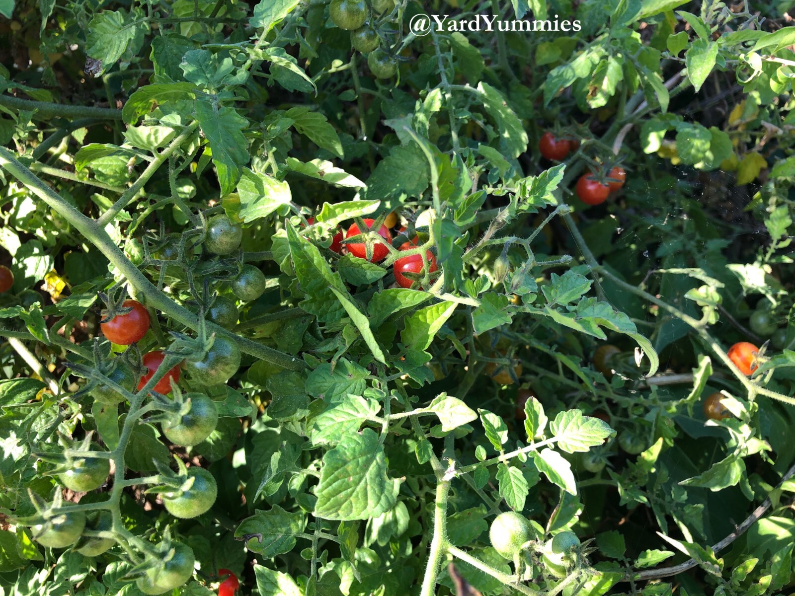 30 Florida Everglades Tomato SEEDS Heirloom Heat Tolerant Tomato Seeds