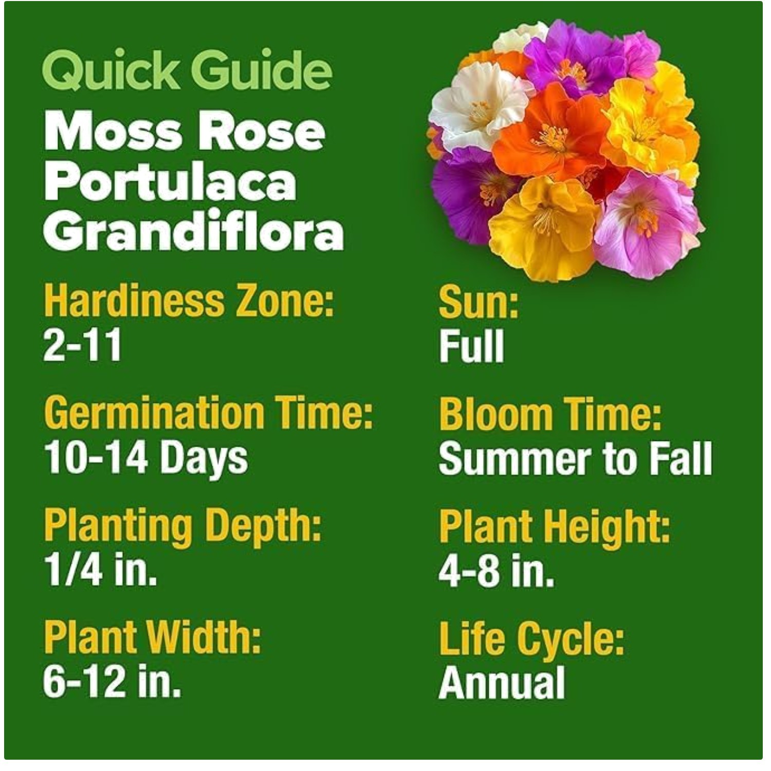 Moss Rose Ground Cover Seeds – Vibrant Landscapes Made Easy