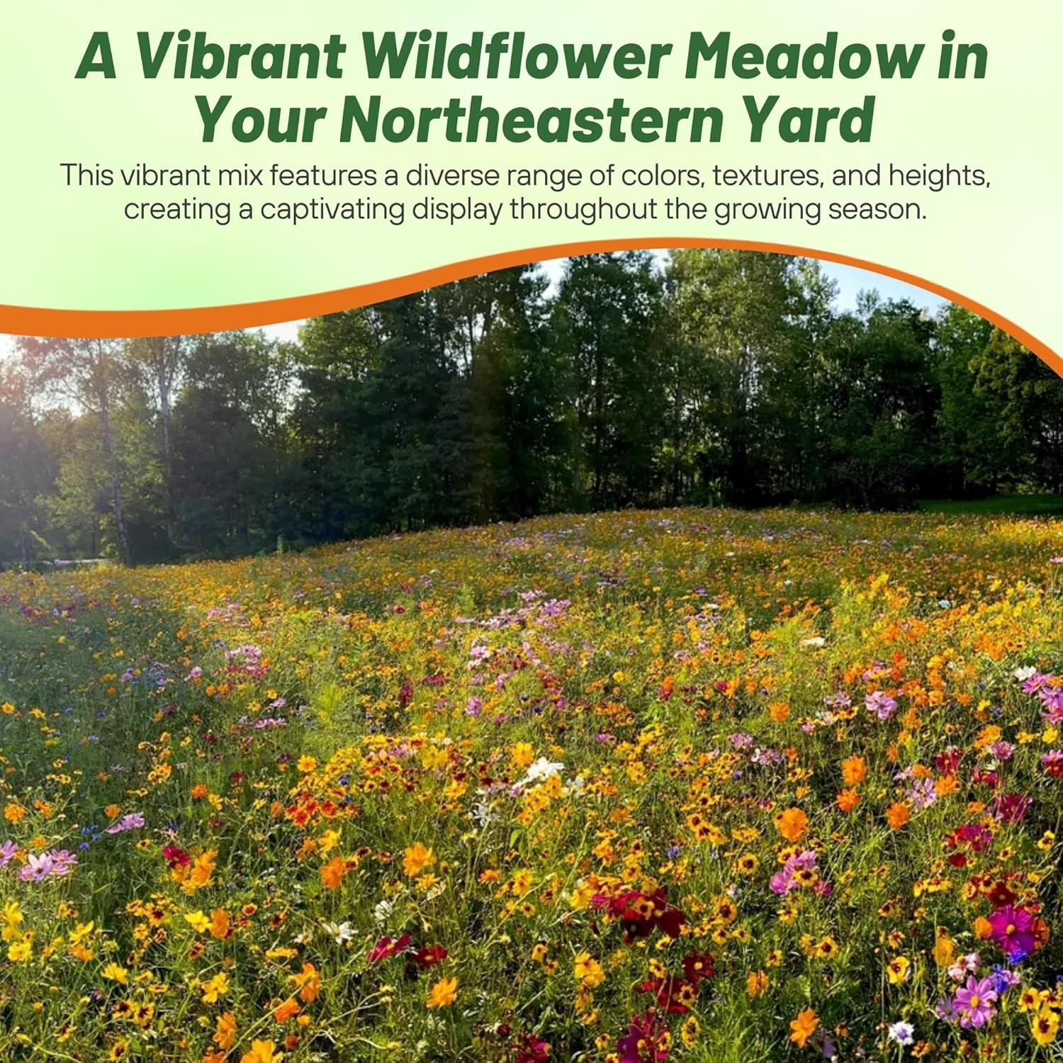 1 LB Northeast Wildflower Seed Mix For Planting Outdoors
