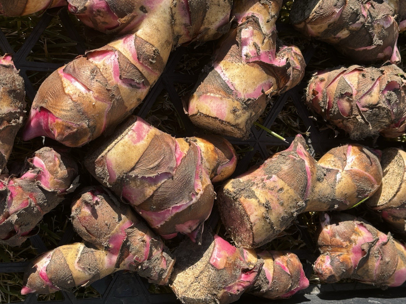 Canna Lily Bulbs Mature Random Choice Sent USA Grown 5 Smaller Size bulbs