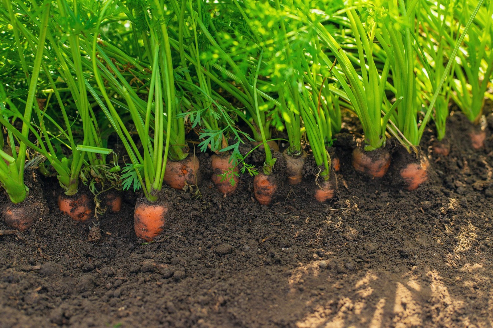 1500 LITTLE FINGERS CARROT Daucus Carota Vegetable Seeds