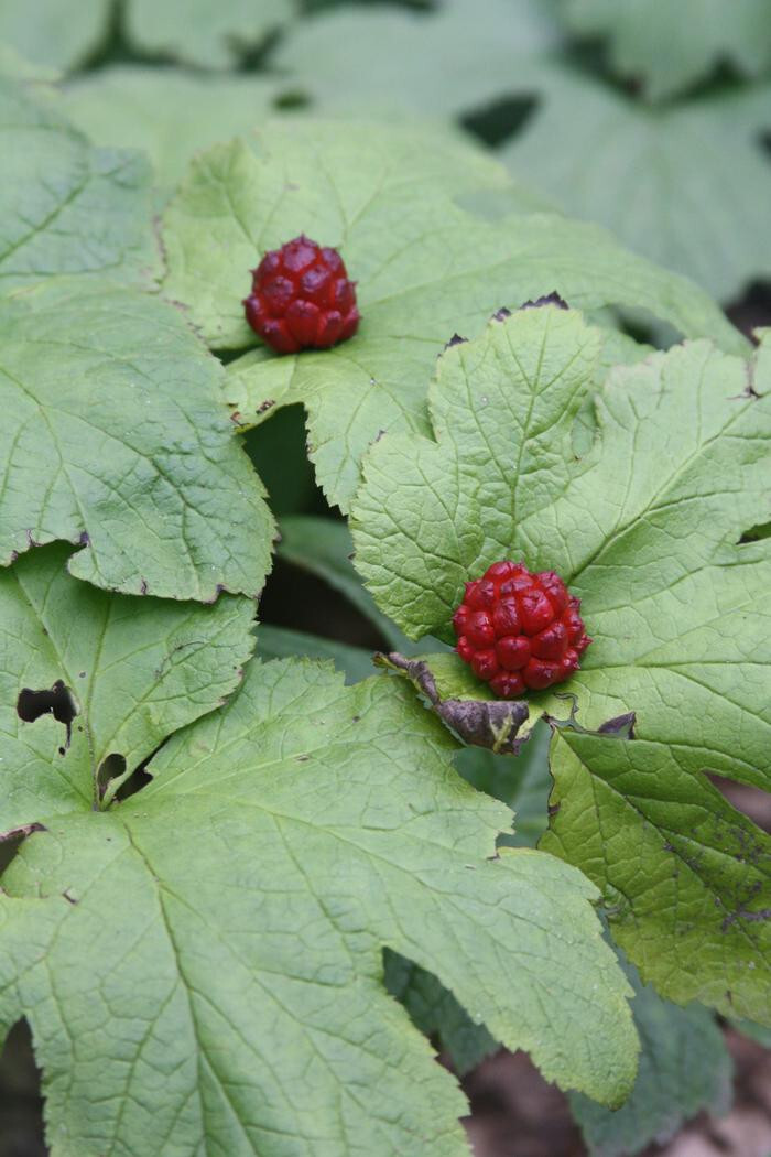 10 Goldenseal roots for planting ~Woodland Gardens ~Winter Hardy ~live bare root