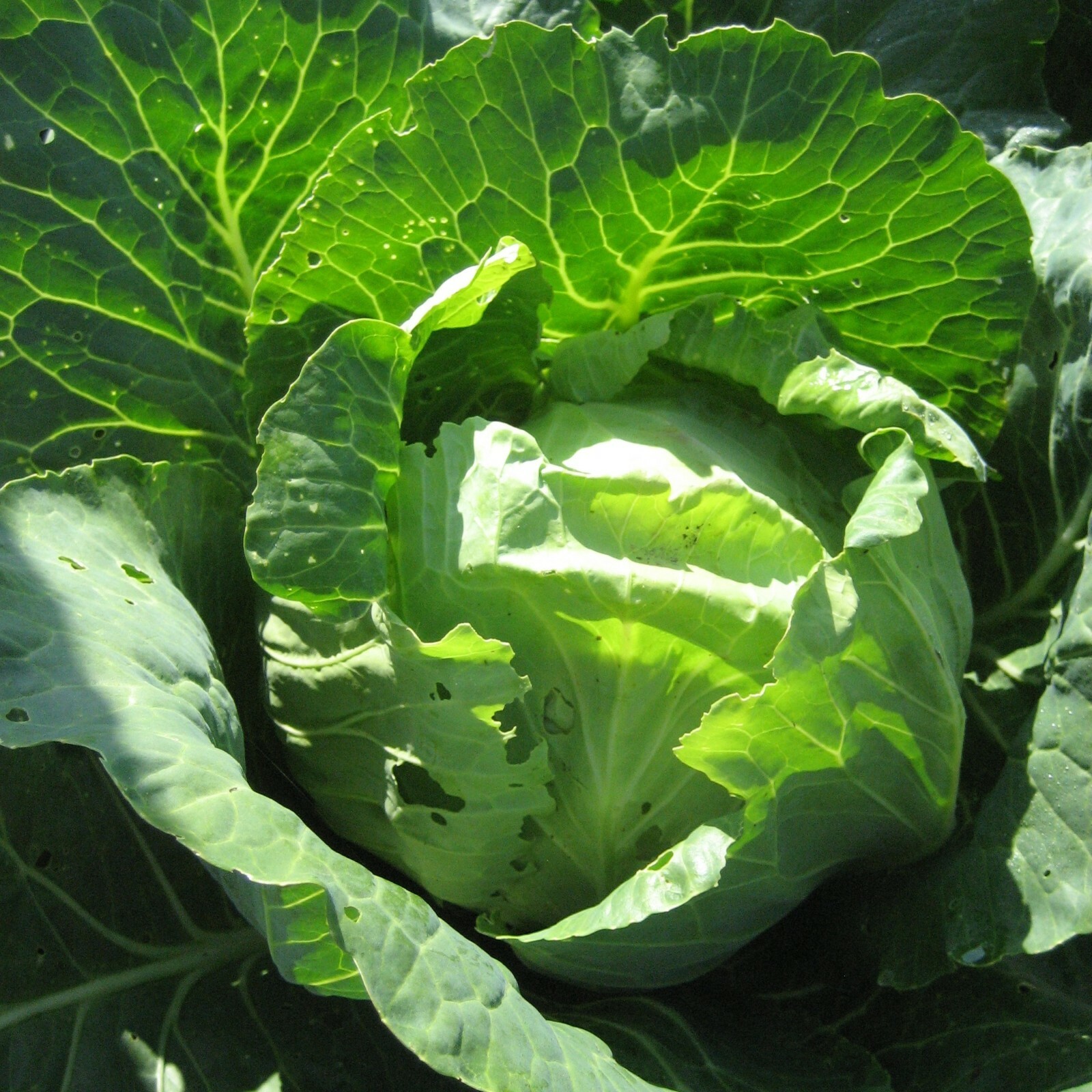Danish Ballhead Cabbage Seeds, Sauerkraut, Amager, NON-GMO, FREE SHIPPING