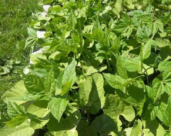 Blue Lake Bush Snap Bean Seeds, Heirloom Seeds – NON GMO, A kitchen favorite.