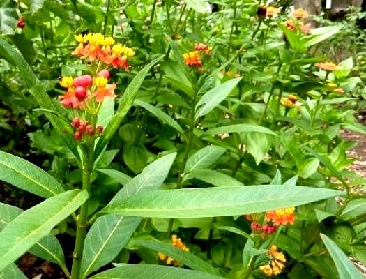 Milkweed Seed Mix 5 species Asclepias common purple orange swamp tropical