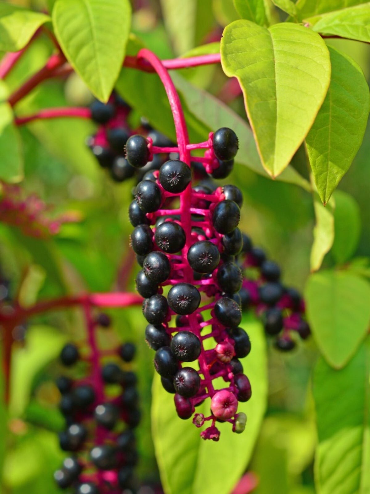 75+ Seeds Organic Pokeberry/Pokeweed AKA Polk-Salad