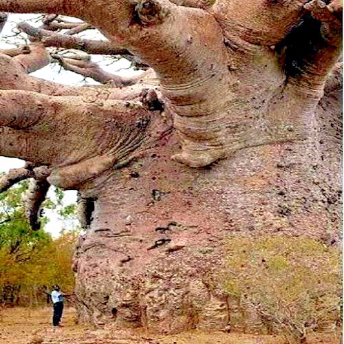 5 Baobab Seeds Adansonia digitata “Tree of Life” Rare Monkey Bread Bonsai Plant