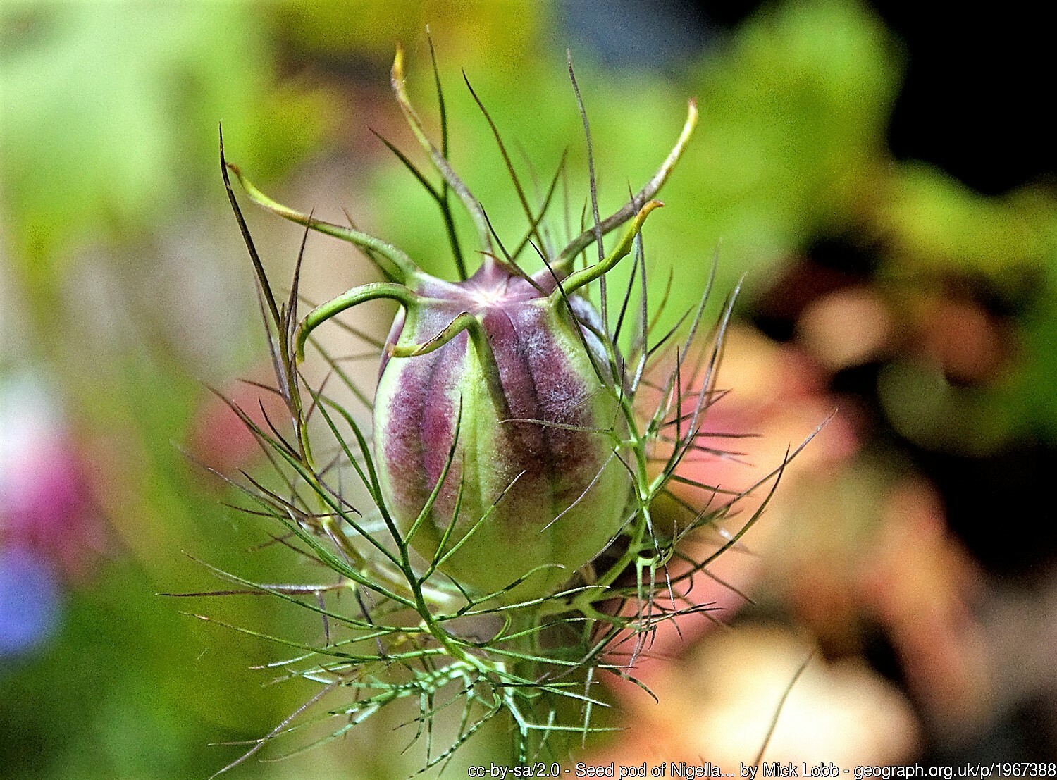 50 RED POD NIGELLA Damascena Love In A Mist aka Black Pod White Flower Seeds