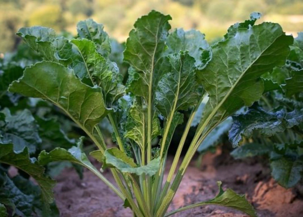 Organic Seven Top Turnip Greens Seeds, Non-GMO Heirloom. Fresh for 2026 🇺🇸