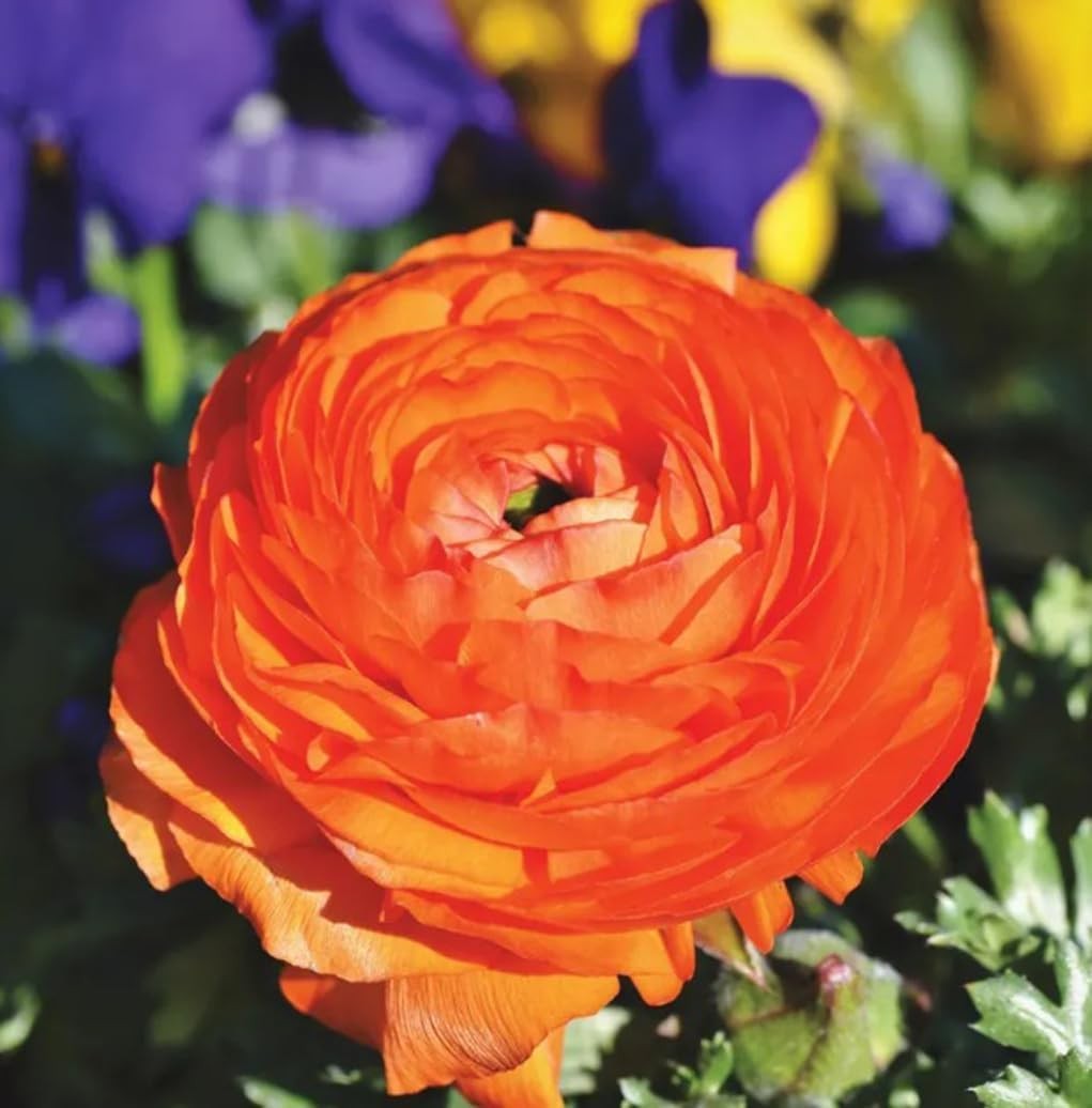 10PCS Mixed Color Ranunculus Bulbs Double Buttercups Spring Rose Bulb Wedding Fl