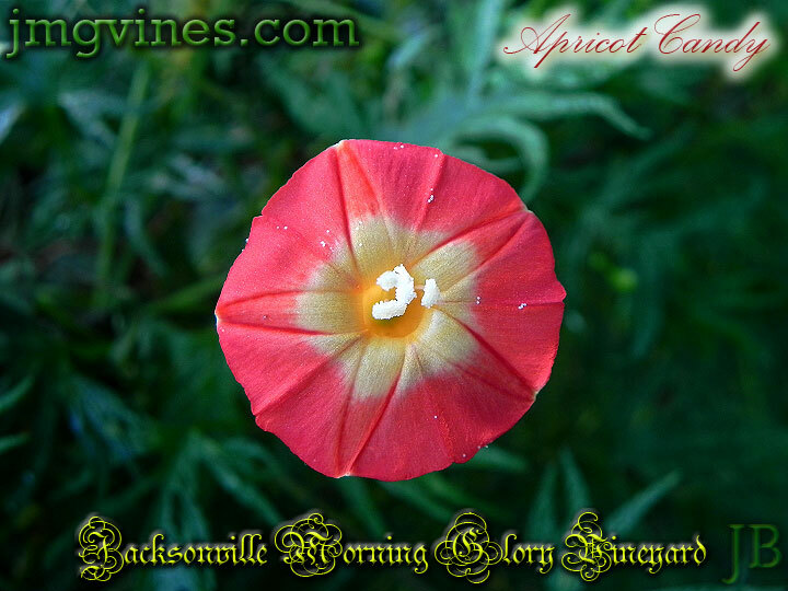 Apricot Candy Ipomoea Sloteri Morning Glory 6 Seeds