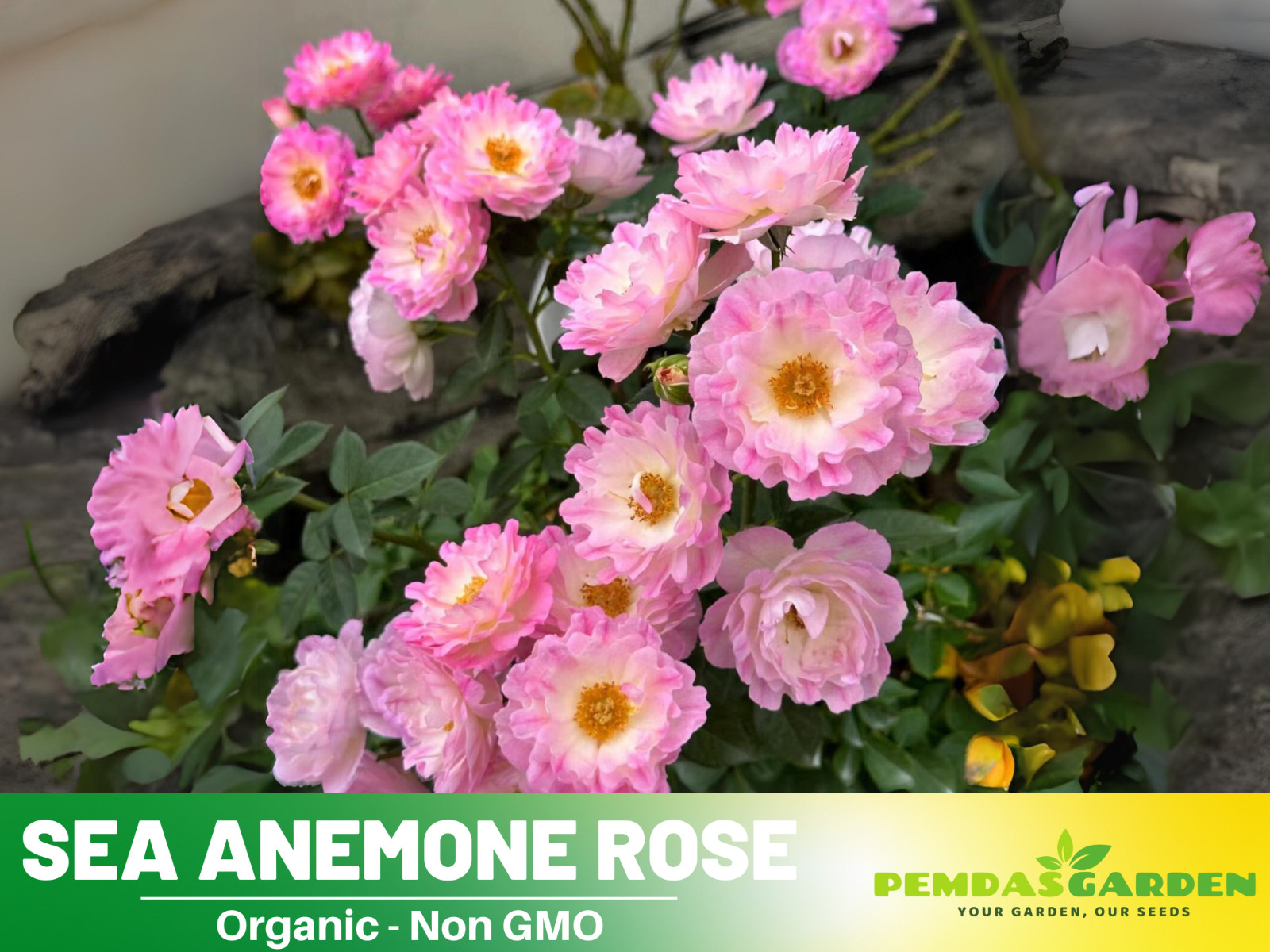 30+ Seeds| Sea Anemone Perennial Rose Seeds