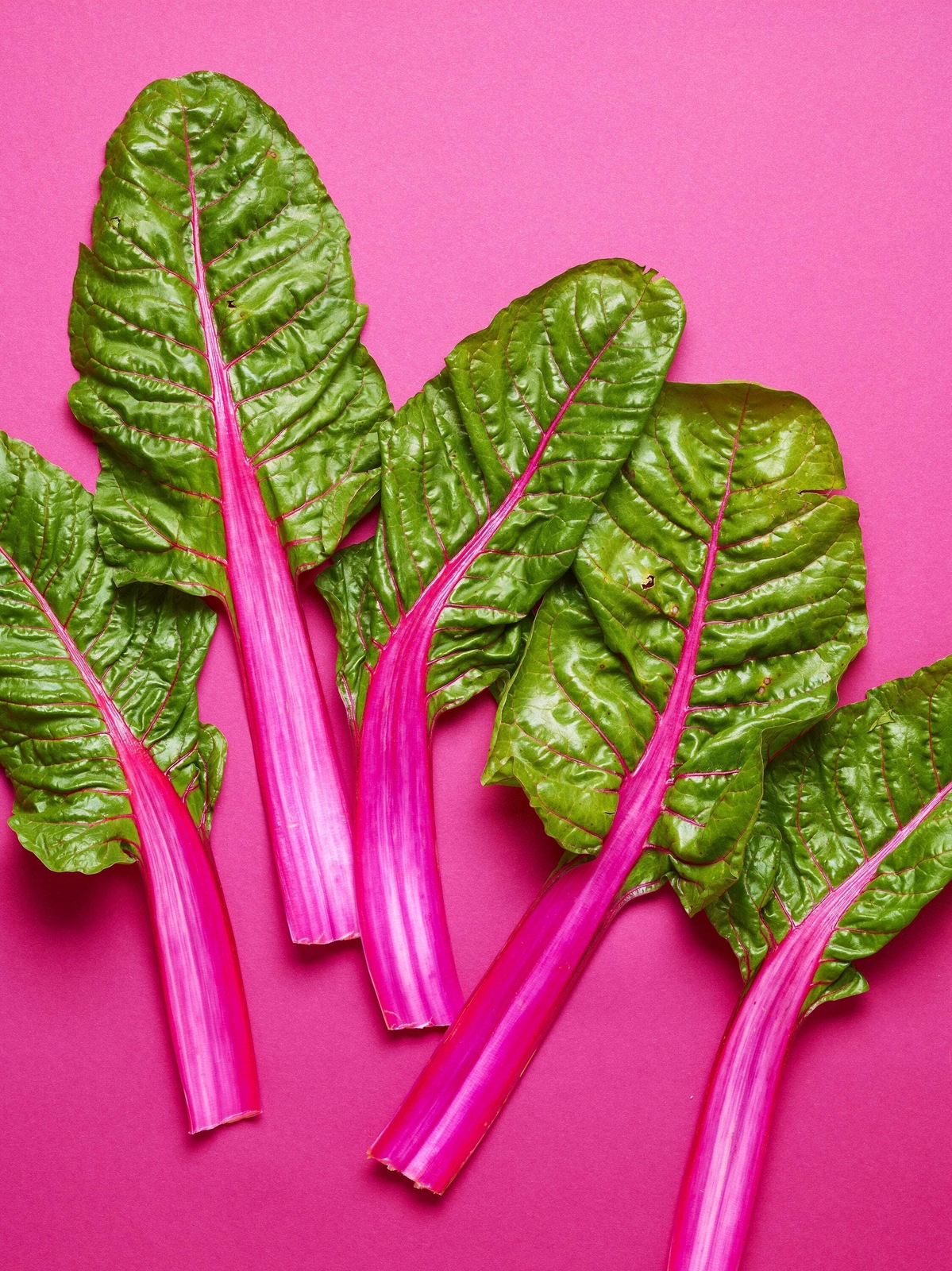40 PINK LIPSTICK SWISS CHARD Vegetable Seeds Perpetual Spinach Beta Vulgaris