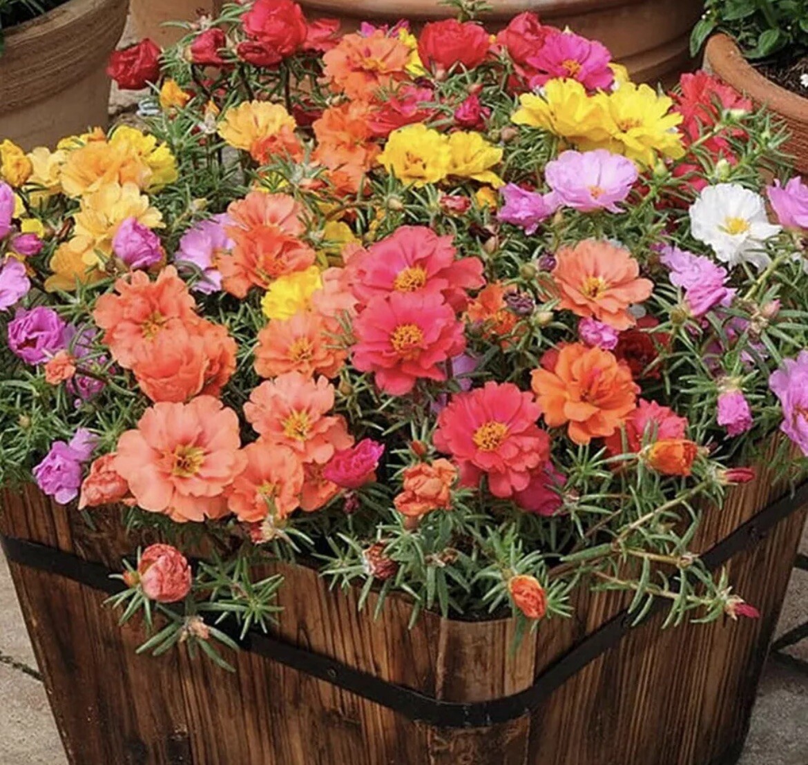 1000+ SEEDS MOSS Rose Double Mix ColorSeeds – Portulaca grandiflora Buy2Get1