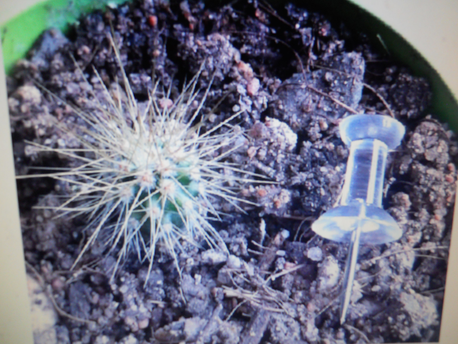 500+ Fresh Organic Arizona Saguaro Cactus Seeds – Carnegiea Gigantea