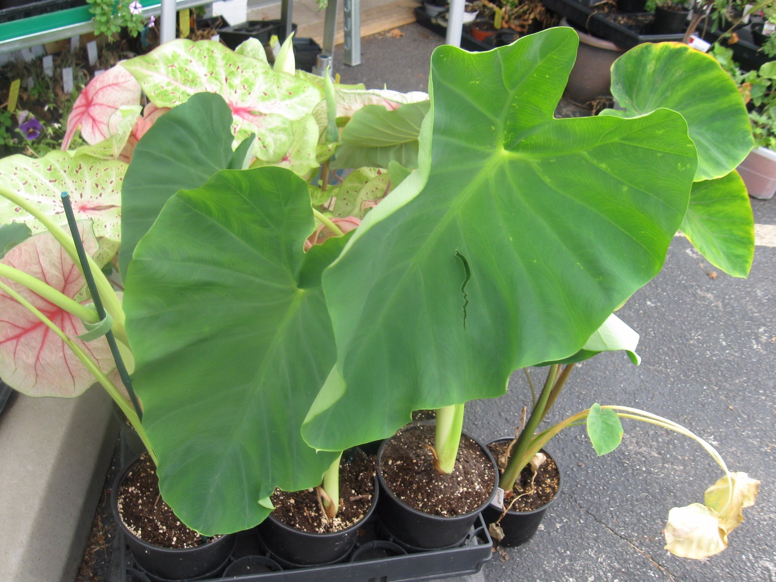 Large Elephant Ear Bulb – 9/11 Baseball Colocasia esculenta