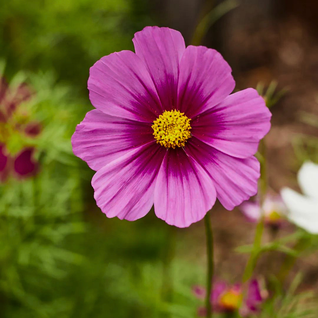 Fresh Beautiful Cosmos Seeds | Radiance | Heirloom Non-GMO | Flower Seeds